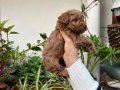 Mükemmel kalitede toy poodle yavrular 