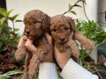 Mükemmel kalitede toy poodle yavrular 