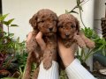 Mükemmel kalitede toy poodle yavrular 