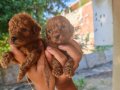 Minicik poodle erkek yavrular 