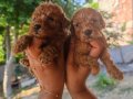 Minicik poodle erkek yavrular 