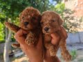 Minicik poodle erkek yavrular 