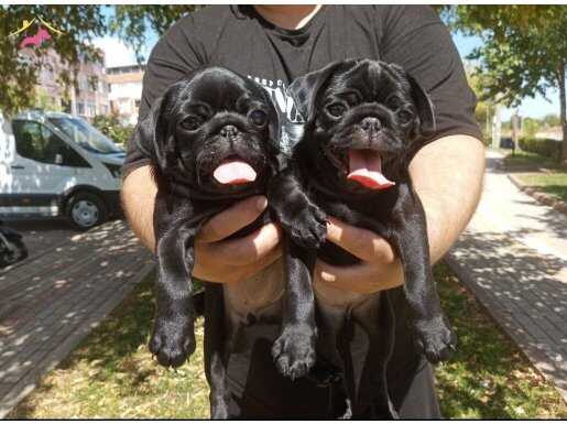 A kalite pug mops yavrular
