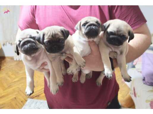 Gül Kuyruk Safkan Pug Yavrular Kalan 2yavry
