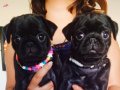 A KALİTE SİYAH DİŞİ PUG BEBEKLER 