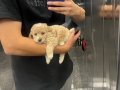 2 aylık tatlı minik toy poodle yavrumu sahiplendiriyorum 