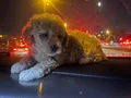 2 aylık tatlı minik toy poodle yavrumu sahiplendiriyorum 