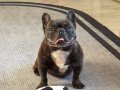 Sahiplendirme Erkek French Bulldog 