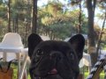 Sahiplendirme Erkek French Bulldog 