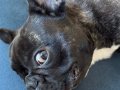 Sahiplendirme Erkek French Bulldog 