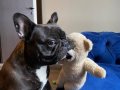 Sahiplendirme Erkek French Bulldog 