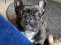 Sahiplendirme Erkek French Bulldog 