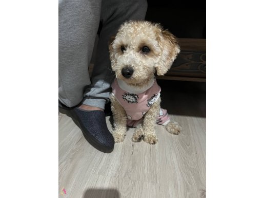 Toy poodle