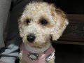 Toy poodle