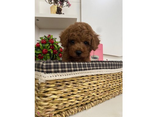  toy poodle 