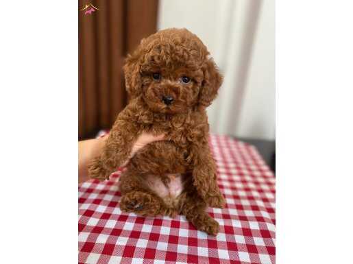 Toy poodle bebekler oyuncak gibi ️