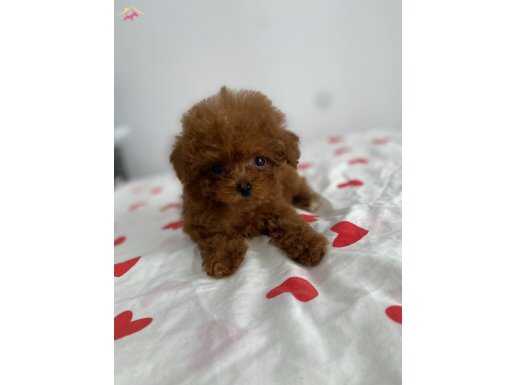 Toy poodle bebekler pet eytimli 