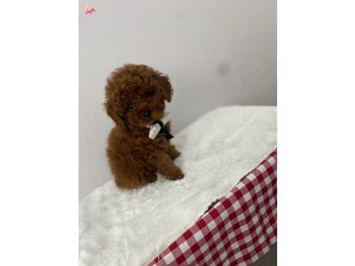 Toy poodle ev ortamında özenle bakılmaktadır pet eytimli