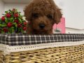  toy poodle 