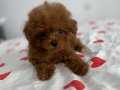 Toy poodle bebekler pet eytimli 