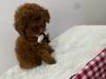 Toy poodle ev ortamında özenle bakılmaktadır pet eytimli