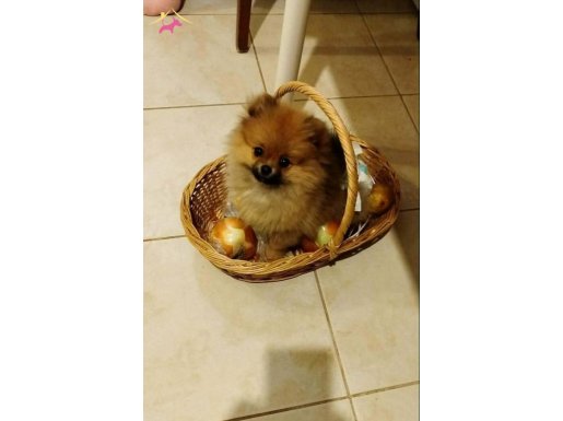 Avuç İçi Kadar Mutluluk: Sosyal Ortamların Yıldızı Pomeranian Boo