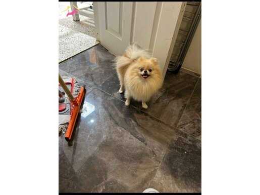 Eşleşme Tecrübeli Teacup Dişi Pomeranian Boo 