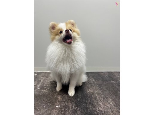 5 Aylık Dişi Partycolor Pomeranian Boo