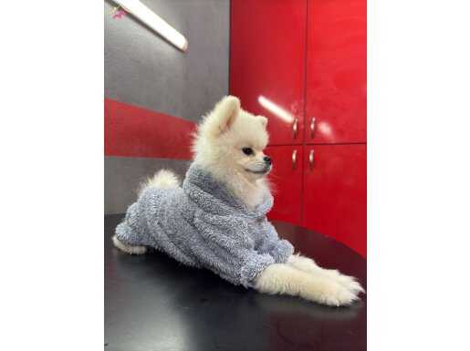 Uygun Fiyatlı Orijinal Teddy Bear 1 Yaşında Erkek