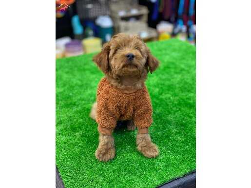 Çok Uyguna 3 Aylık Erkek Red Brown Toy Poddle 