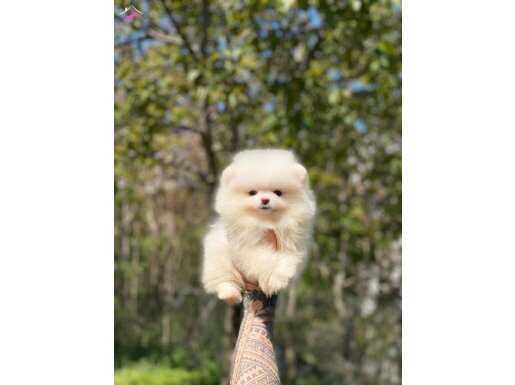 2.5 Aylık Orijinal Pomeranian Boo Yavrularımız
