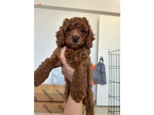 Uyguna Mükemmel Tüy Yapısıyla Toy Poodle Red Brown Yavrular