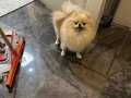 Eşleşme Tecrübeli Teacup Dişi Pomeranian Boo 