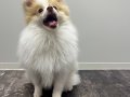 5 Aylık Dişi Partycolor Pomeranian Boo