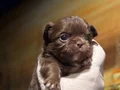 Rus kan teacup çikolata tan mükemmel kalite erkek 