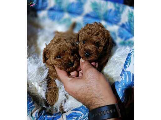 Safkan kore poodle bebekler 