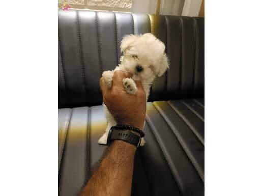 Teacup Maltese teriyer bebekler 