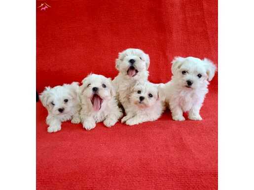 Teacup kore maltese bebekler 