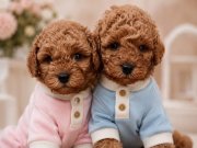 Toy poodle bebekler