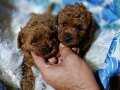 Safkan kore poodle bebekler 