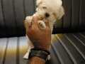 Teacup Maltese teriyer bebekler 