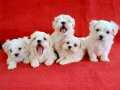 Teacup kore maltese bebekler 