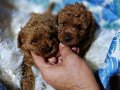 Anne Altından Kore Toy Poodle Teacup Bebişler 