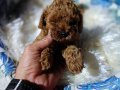 Anne Altından Kore Toy Poodle Teacup Bebişler 