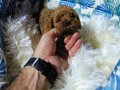 Anne Altından Kore Toy Poodle Teacup Bebişler 