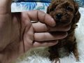 Anne Altından Kore Toy Poodle Teacup Bebişler 