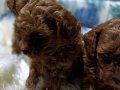 Anne Altından Kore Toy Poodle Teacup Bebişler 