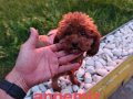 Anne Altından Kore Toy Poodle Teacup Bebişler 