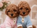 Toy poodle bebekler