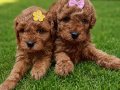 Toy poodle bebekler